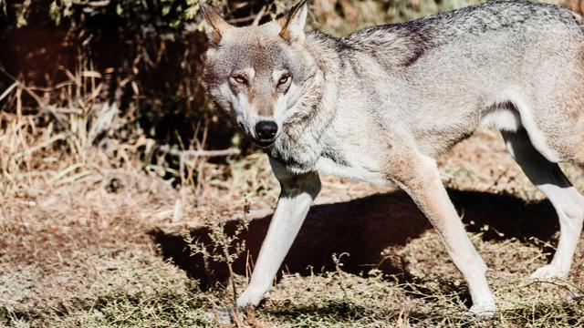 Loup dangereux marchant sur le sol à l'extérieur. [Depositphotos - VitalikRadko]