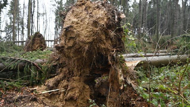 A Gurzelen (BE), un automobiliste de 72 ans est décédé jeudi soir à la suite de la chute d'un arbre sur son véhicule. (image d'illustration) [keystone - Walter Bieri]