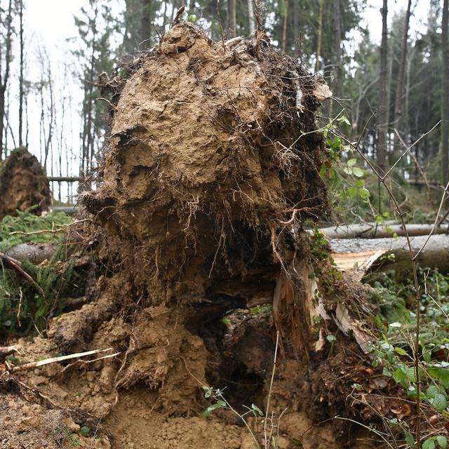 A Gurzelen (BE), un automobiliste de 72 ans est décédé jeudi soir à la suite de la chute d'un arbre sur son véhicule. (image d'illustration) [keystone - Walter Bieri]