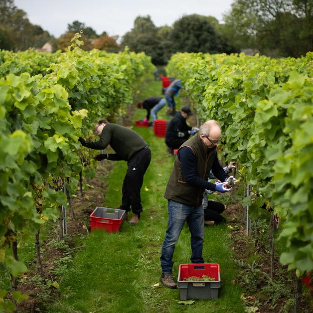 BRITAIN PHOTO SET AGRICULTURE VINEYARDS. [Keystone - ©Adam Vaughan]