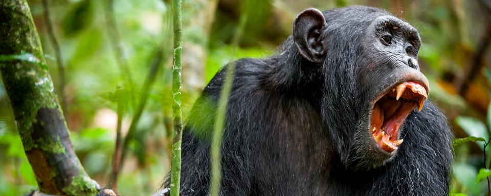 La guerre chez les animaux: Défendre son territoire. [Depositphotos - SURZet]