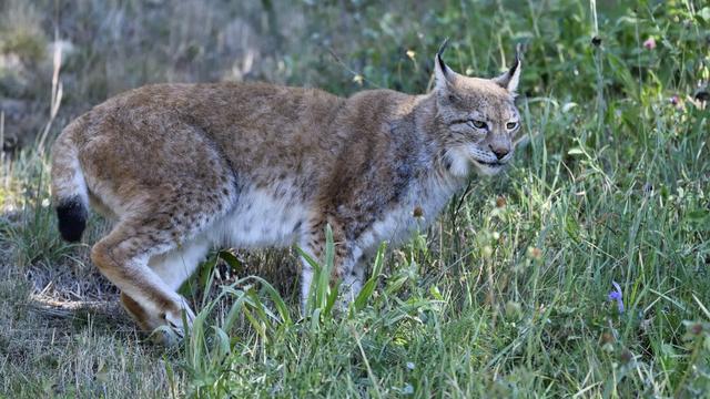 Une femelle lynx a attaqué trois chiens ces derniers jours dans la région d'Yvonand (VD). (image d'illustration) [Biosphoto via AFP - Claude Balcaen]