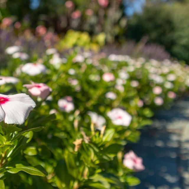 Fleurs à Madagascar. [Depositphotos - wirestock_creators]