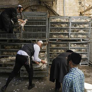 Mercredi 20 septembre: des juifs ultra-orthodoxes sélectionnent des poulets pour le rituel de Kaparot à Jérusalem. Ce rituel, censé transférer les péchés de l'année écoulée dans le poulet, est pratiqué avant le jour de l'expiation, Yom Kippour, le jour le plus saint de l'année juive. [Keystone - AP Photo/Ohad Zwigenberg]