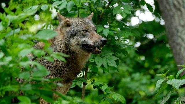 La révision de la loi de la chasse devrait permettre de réguler de manière efficace le loup en autorisant son tir avant même qu'il ne s'attaque aux troupeaux. [Pexels - Nicky Pe]