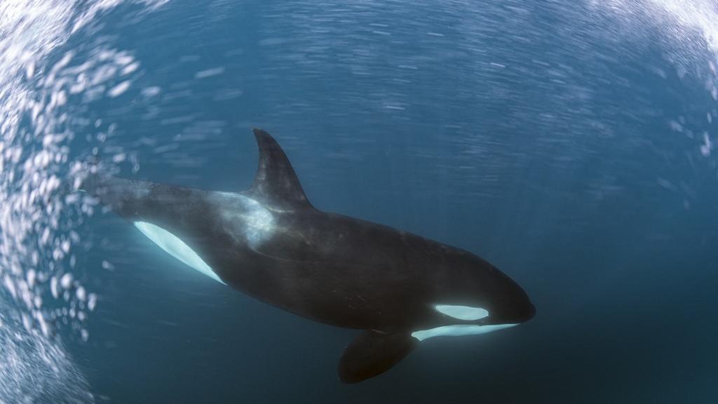Les orques peuvent atteindre neuf mètres de long pour les mâles et sept pour les femelles, pour un poids de 3,5 à 6 tonnes. [afp - Franco Banfi]
