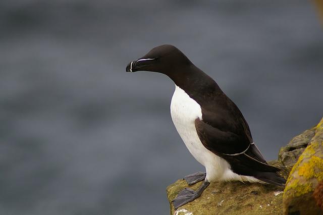 Un pingouin torda (Alca torda) photographié à Caithness, en Ecosse, le 4 juin 2007. [Wikimedia/CC 2.0 - jack_spellingbacon]