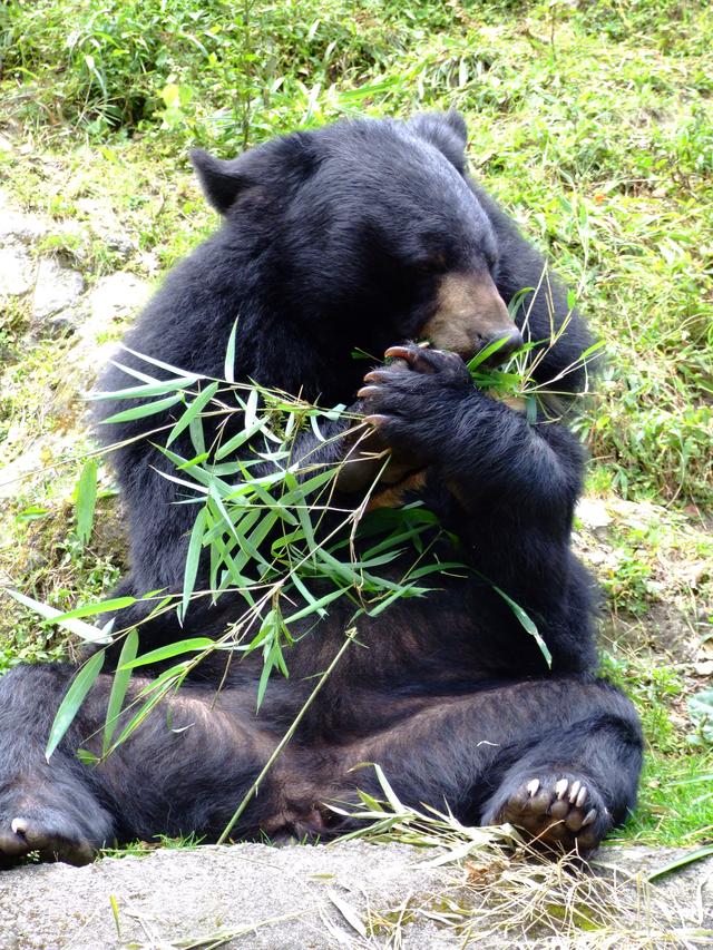 L'ourson noir d'Asie est classé comme vulnérable dans la liste rouge de l'Union Internationale pour la conservation de la nature. [Flickr - Smithsonian's National Zoo]