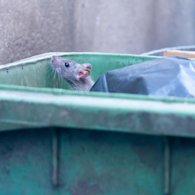 Le rat, un animal mal-aimé des villes. [Depositphotos - mr.younglek]