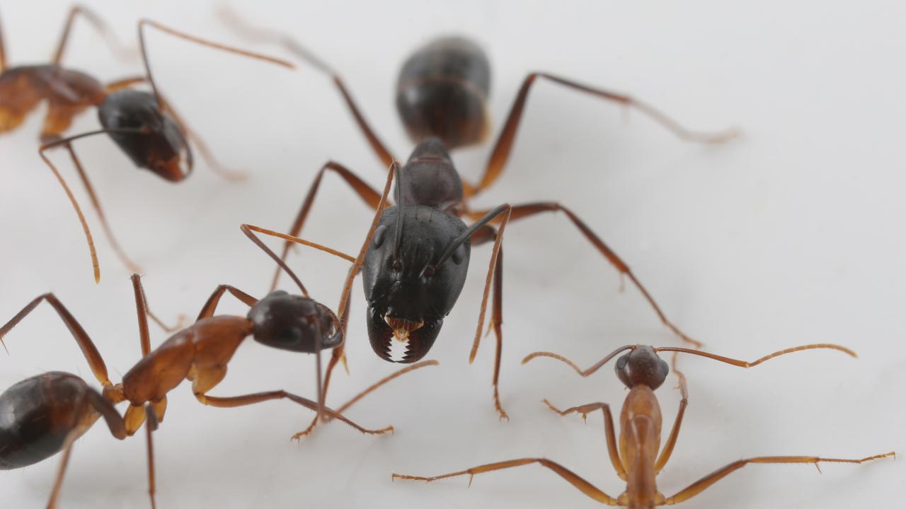 Les fourmis Camponotus Fellah varient considérablement en taille. [Wikimedia/CC BY-SA 4.0 - Tomahawk Tasmania]