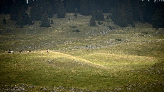 Le loup tué fin novembre était le mâle reproducteur de la meute du Marchairuz. [KEYSTONE - LAURENT GILLIERON]