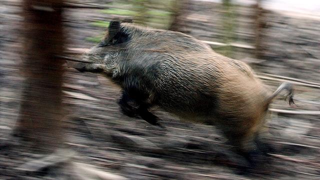 La facture des dégâts causés par les sangliers a grimpé de 70% en quatre ans au Tessin. [Keystone - Steffen Schmidt]