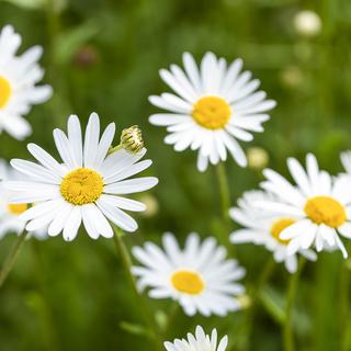 Fleur des champs pâquerettes. [Pixabay - ©Keyouest]