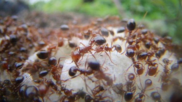 Des fourmis de feu photographiées à Taoyuan, Taiwan le 19 janvier 2018. [AFP - JUN YASUKAWA / Yomiuri / The Yomiuri Shimbun]