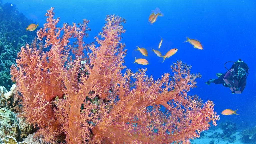 L’EPFL lance une application pour veiller sur les écosystèmes des coraux. [AFP/Hemis - Arnaud Chicurel]