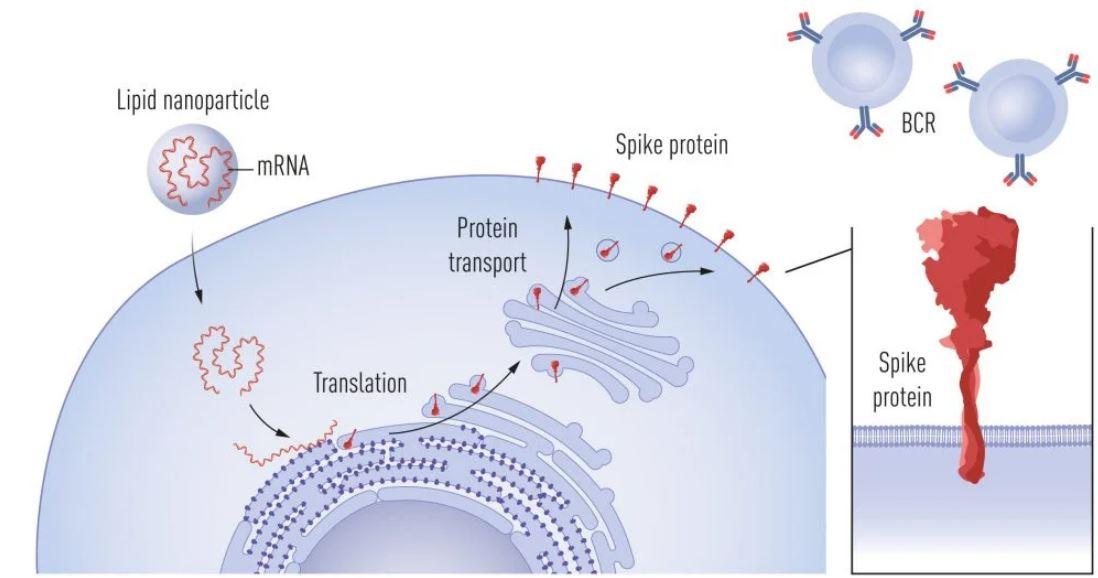 Après l'absorption de l'ARNm dans les cellules, facilitée par des nanoparticules lipidiques, l'ARNm sert de modèle pour la production de la protéine Spike. Elle est alors exprimée de manière transitoire à la surface des cellules, où elle est reconnu par les cellules B via leurs récepteurs de cellules B (BCR), ce qui stimule la sécrétion d'anticorps spécifiques de la protéine Spike. [The Nobel Committee for Physiology or Medicine - Mattias Karlén]