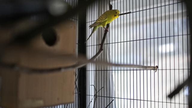 Une perruche sur une branche dans le refuge pour animaux Winkel , à Kloten, dans le canton de Zurich. [Keystone - Gaëtan Bally]