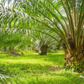Une ferme de palmiers (image d'illustration). [Depositphotos - sydeen]