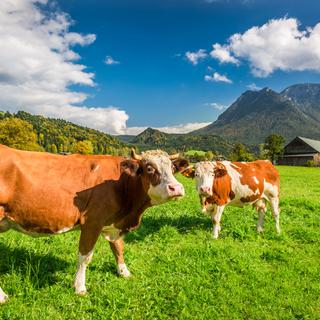Des vaches dans un pâturage. L'Union des paysans suisses a lancé sa campagne "Les déchets tuent nos animaux". [Depositphotos - Shaiith79]