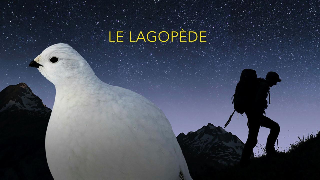 Lagopède, l’oiseau des neiges