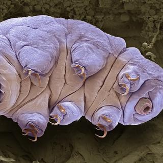 Un tardigrade, ou ourson des eaux. [AFP - STEVE GSCHMEISSNER / SCIENCE PHOTO LIBRARY]