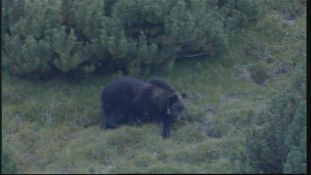 Faut-il avoir peur des ours, après la mort d'un jeune joggeur en Italie? [RTS]