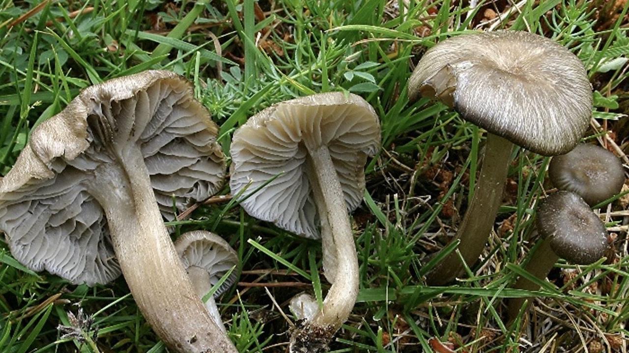 Dénommé Clitocybula ellipsospora, le champignon a été élu "nouvelle espèce de l'année 2023" par la Swiss Systematics Society. [Systematics Society (SSS) - Luis Rubio Casas]