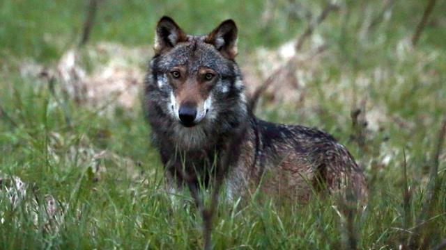 Un loup photographié à l'entrée du village de Bellwald à Obergoms, dans le Haut-Valais en mai 2013. [Keystone - Marco Schmidt]