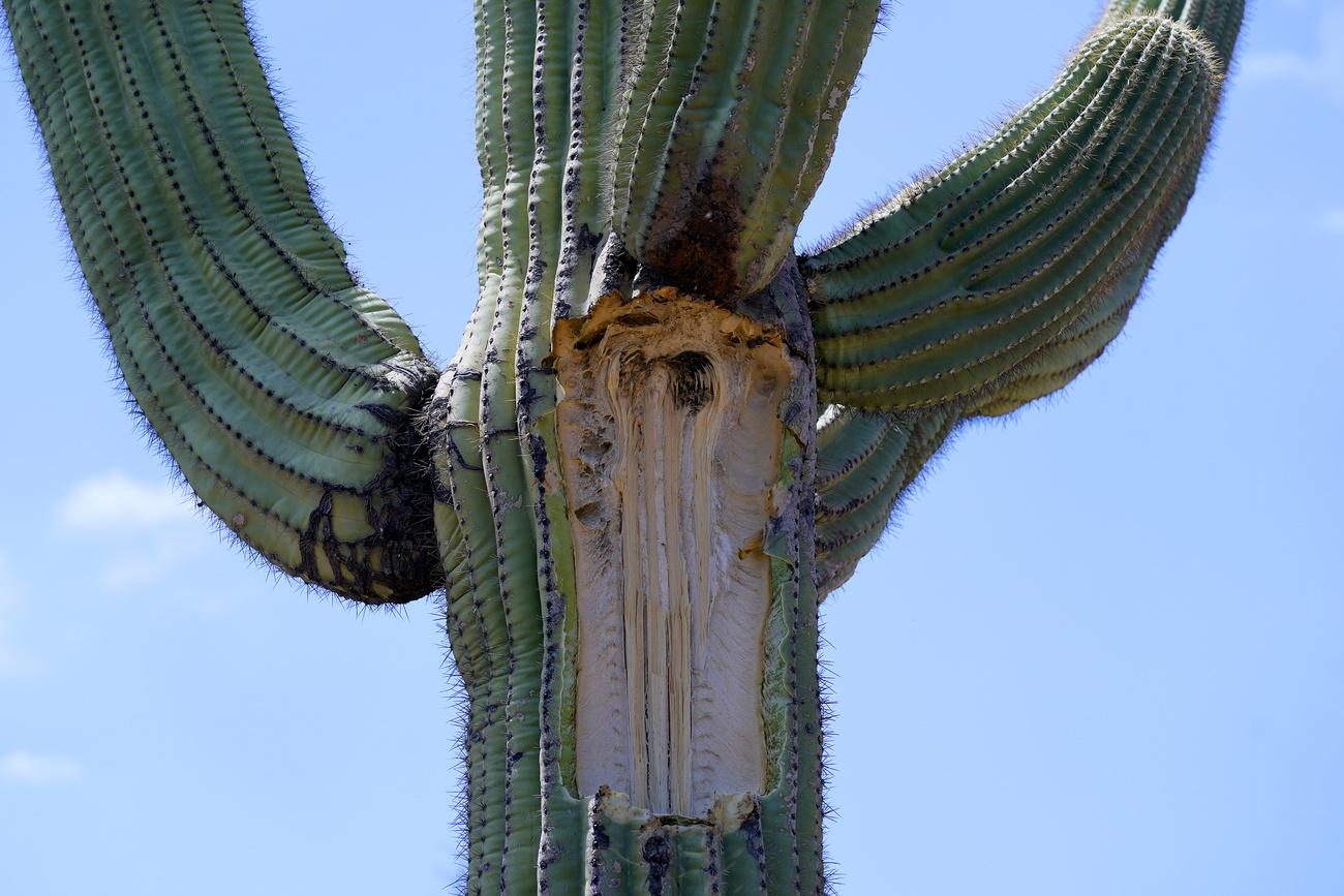 Un cactus, qui a perdu des bras en raison de la chaleur, est photographié le 2 août 2023 au jardin botanique de Phoenix. [Keystone - Ross D. Franklin/AP Photo]