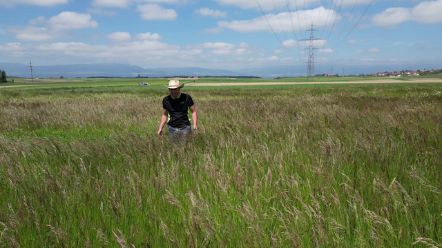 Les graminées, des constituantes essentielles de la biodiversité. [RTS - Yoan Rithner]