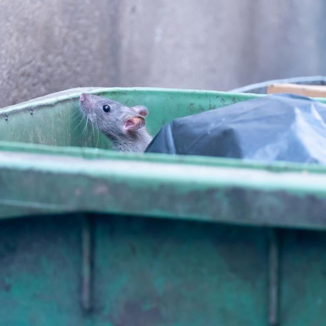 Le rat, un animal mal-aimé des villes. [Depositphotos - mr.younglek]