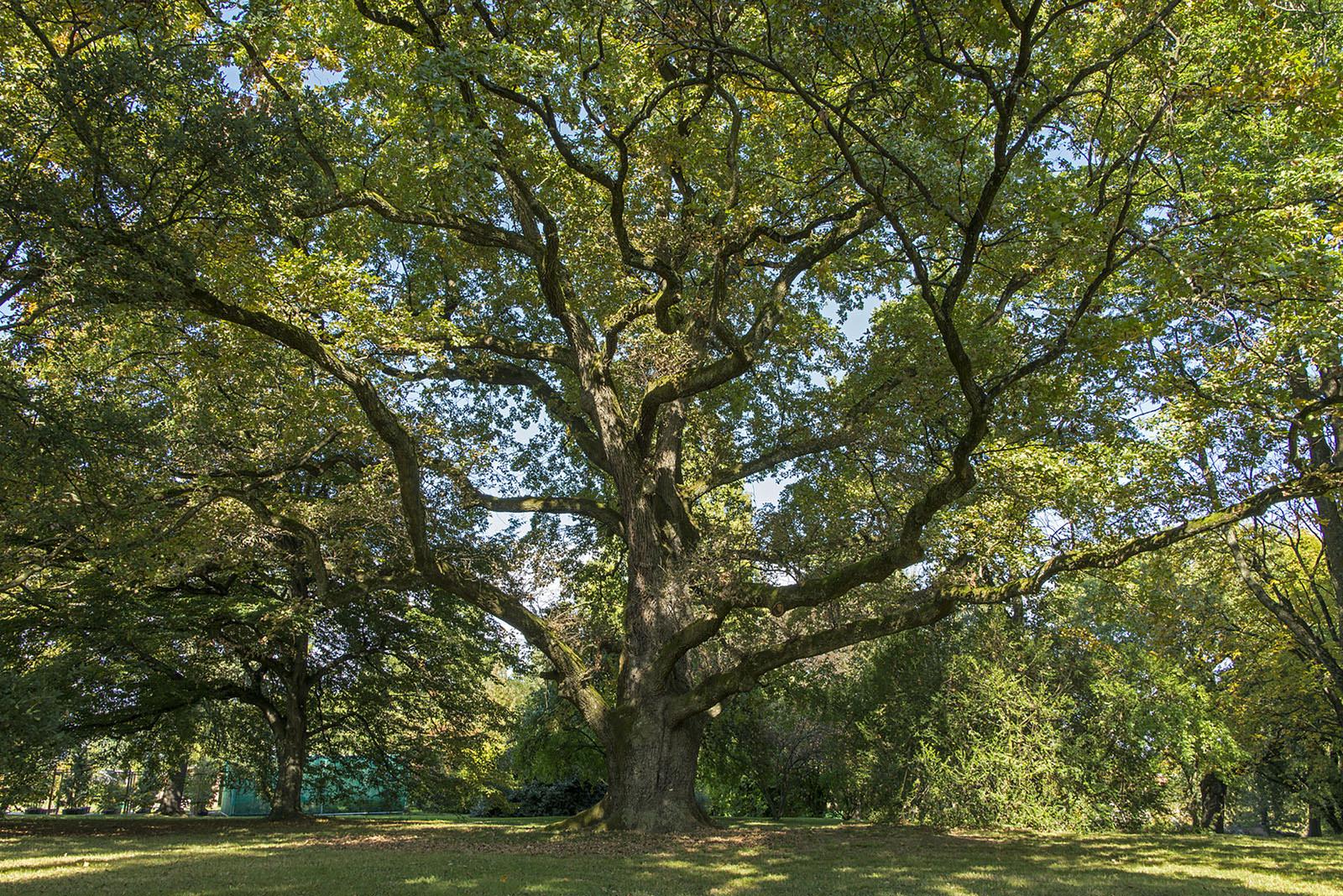 Le "Vénérable Vieux Chêne Pédonculé" [Quercus robur] des Conservatoire et Jardin botaniques de Genève a été planté en 1719, bien avant la création de ce jardin. Considéré comme une "œuvre vivante", il est le doyen du musée, du haut de ses plus de trois siècles (hauteur: 25 mètres – diamètre: 2,16 mètres). [CJBG/mirabilia.ch]