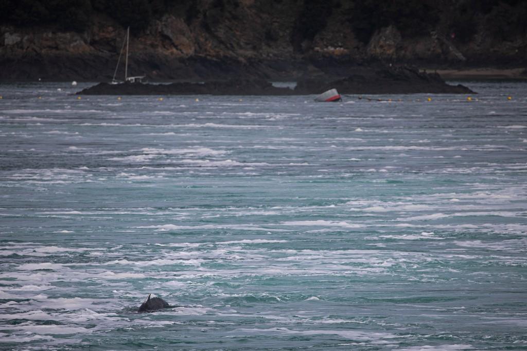 La baleine a erré dans l'estuaire de la Rance, en Bretagne. Sur cette photographie, prise le 10 février, le cétacé nage à l'embouchure du fleuve, entre Dinard et Saint-Malo. [AFP - Lou Benoist]