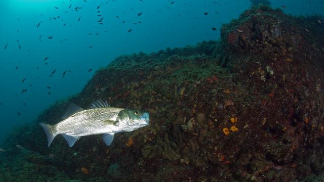 Dicentrarchus labrax est le nom scientifique du bar européen, un poisson de mer. Ici, un spécimen dans la mer tyrrhénienne, au large de l'île d'Ischia, en Italie. [Biosphoto via AFP - Franco Banfi]