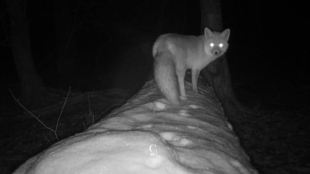 Le renard se délecte des petits rongeurs qui peuplent les sous-bois. [RTS - Stefano Pozzi]