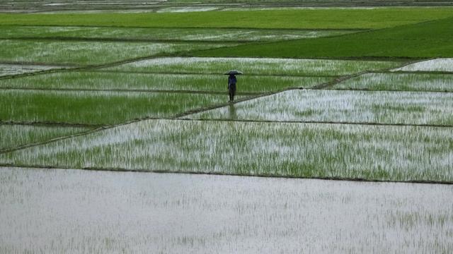 Un fermier au milieu d'une plantation de riz en Inde. [Keystone - AP Photo/Yirmiyan Arthur]