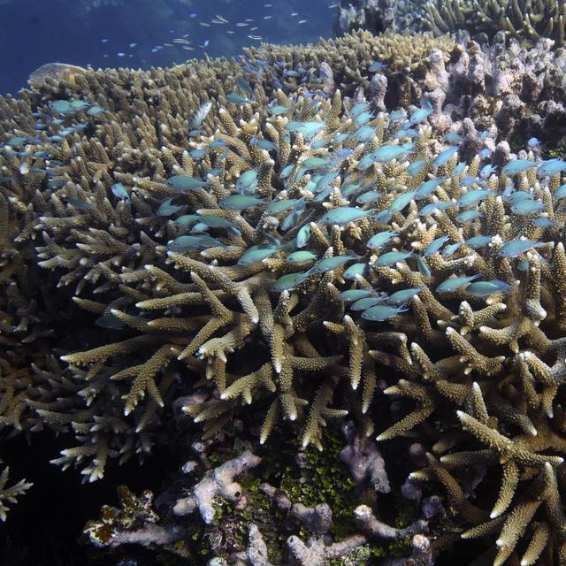Engagement de 12 milliards de dollars pour sauver le corail. [Keystone - Sam McNeil]