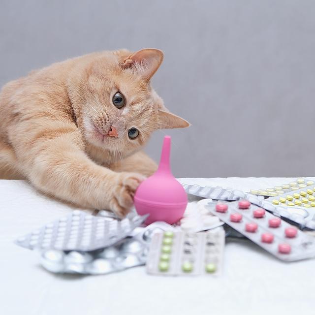 Les animaux pharmaciens. [depositphotos - junne12]