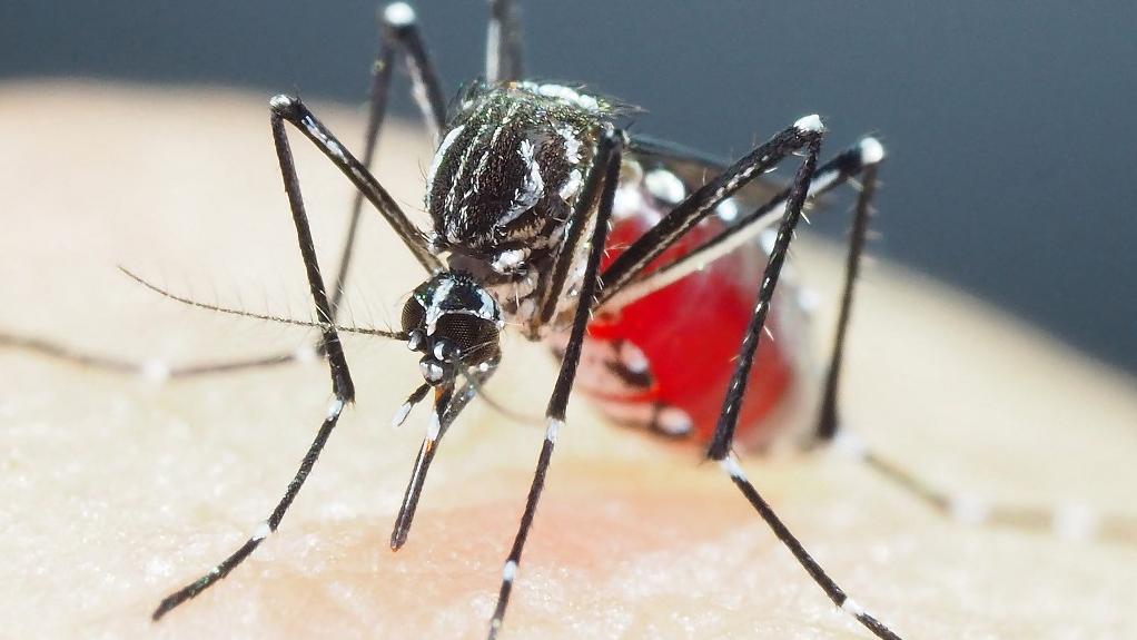 Un moustique Aedes aegypti dans le laboratoire du Département d'Entomologie médicale de l'Institut National des Maladies Infectieuses de Tokyo. [AFP - Shinji Kasai]