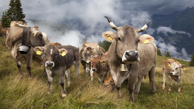 Des vaches et leurs petits paissent à l'alpage Zavragia à Obersaxen (2009). [Keystone - Arno Balzarini]