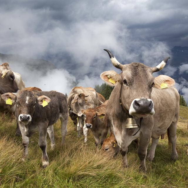 Des vaches et leurs petits paissent à l'alpage Zavragia à Obersaxen (2009). [Keystone - Arno Balzarini]