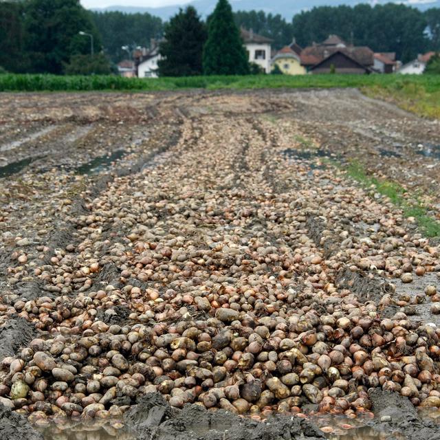 Un champs de pommes de terre inondé dans la région de Noville-Rennaz (VD) en 2007. [Keystone - Domnic Favre]