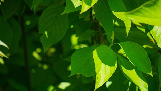 Une étude lausannoise explique comment les plantes déterminent d’où vient la lumière. Image prétexte. [Unsplash - Sergey Lapunin]