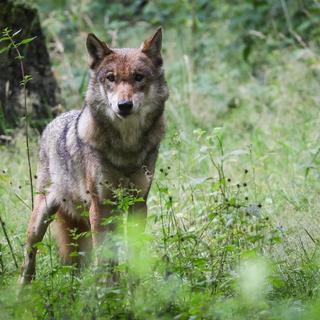Le canton de Berne refuse d'abattre un loup qui a tué une trentaine de bêtes . [Keystone]