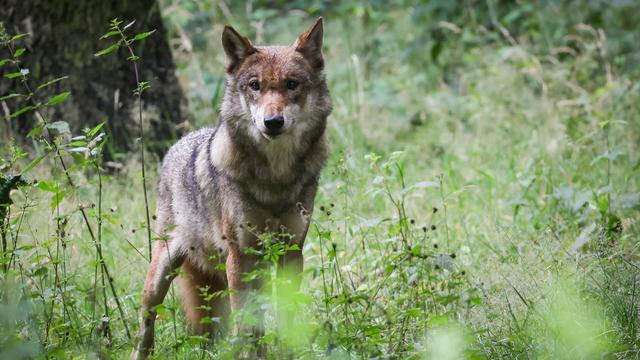 Les chasseurs valaisans détenteurs du permis E et S pourrons tirer le loup de décembre à janvier. [Keystone - Christian Charisius - DPA]