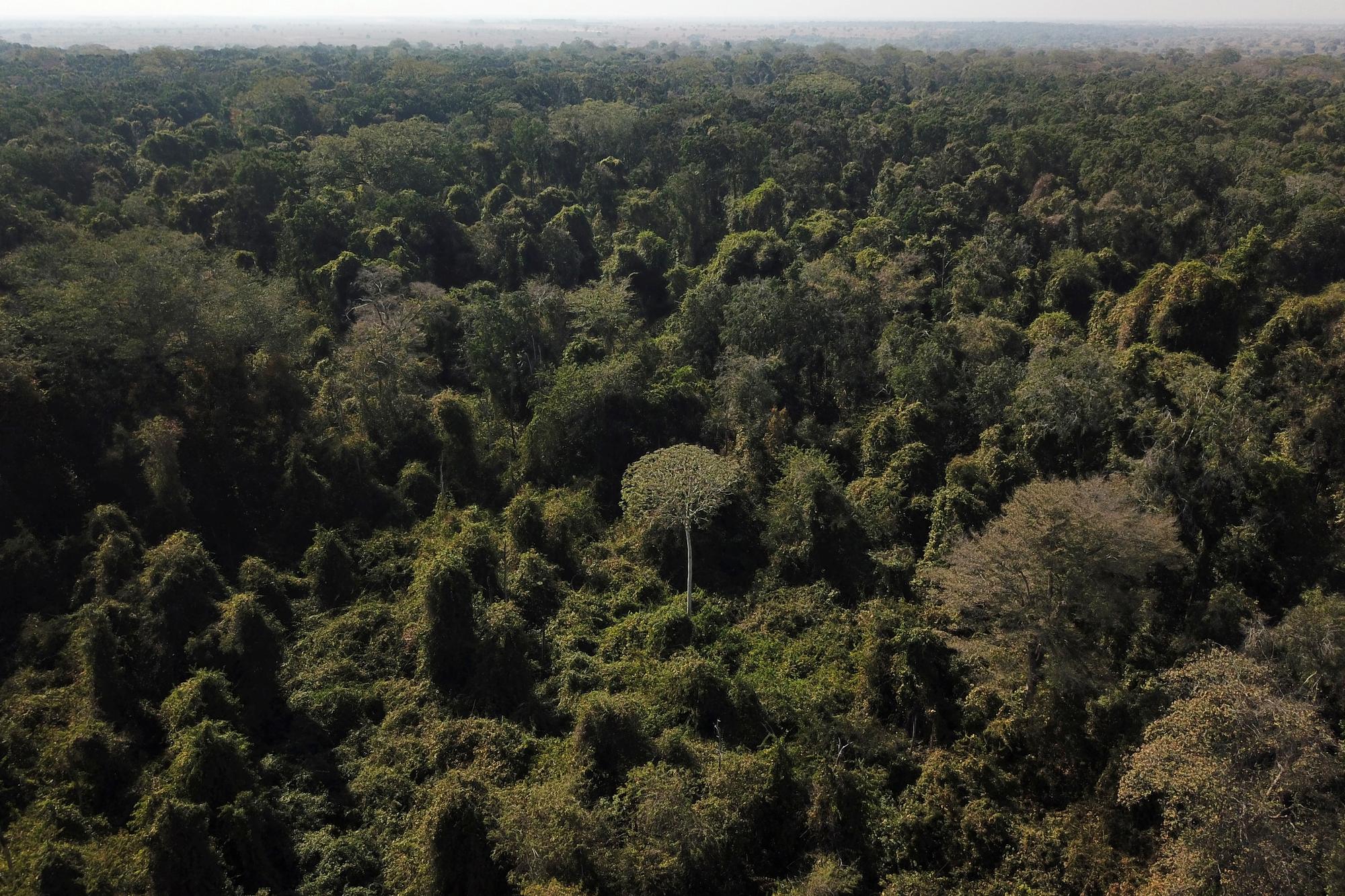 Une vue aérienne de la forêt dans la province de Mato Grosso. [Reuters - Amanda Perobelli]