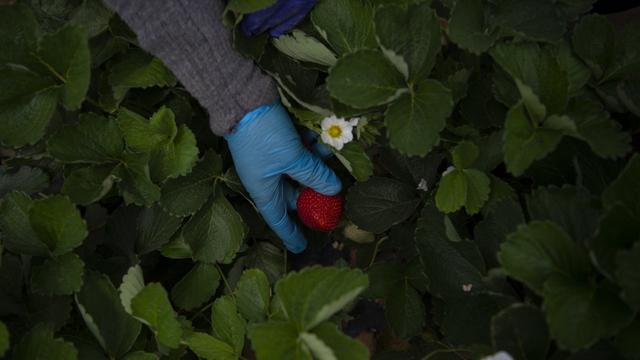 Les fraises espagnoles plus rares et plus chères en raison de la sécheresse [AFP - JORGE GUERRERO]