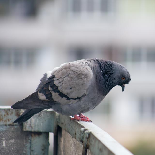 Le pigeon, un animal à l'aise dans les villes. [Depositphotos - genaepic@gmail.com]