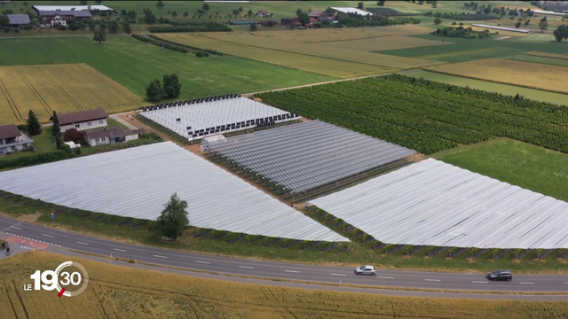 La plus grande installation agrivoltaïque de Suisse vient d’être mise en service dans le canton de Lucerne.