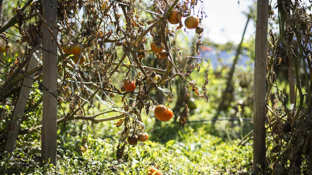 Lorsqu'elles sont stressées, les tomates émettent des ultrasons. [Keystone - Alessandro della Valle]